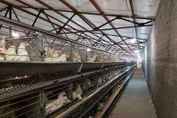 انجام بازدید و ممیزی مرغداری های گوشتی و تخمگذار توسط کارشناسان دامپزشکی شهرستان طرقبه شاندیز